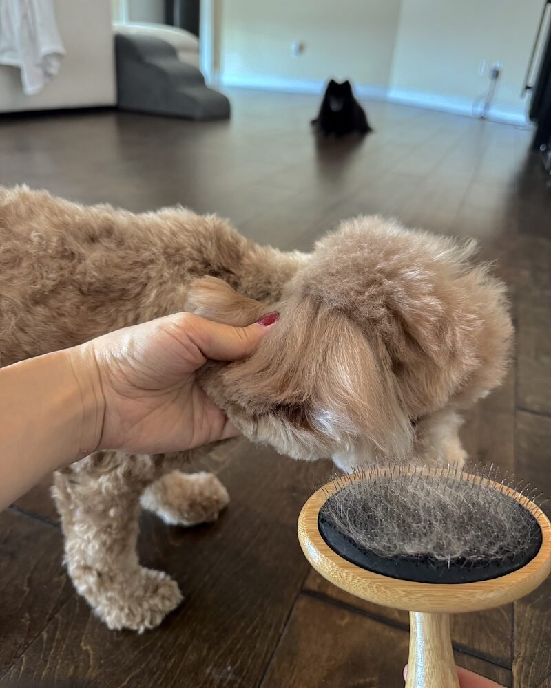 How I Keep My Dog Clean Between Grooming Appointments (3 Dogs, 8 Weeks) hand lifting a mini goldendoodle ear next to a slicker brush full of fine loose hair