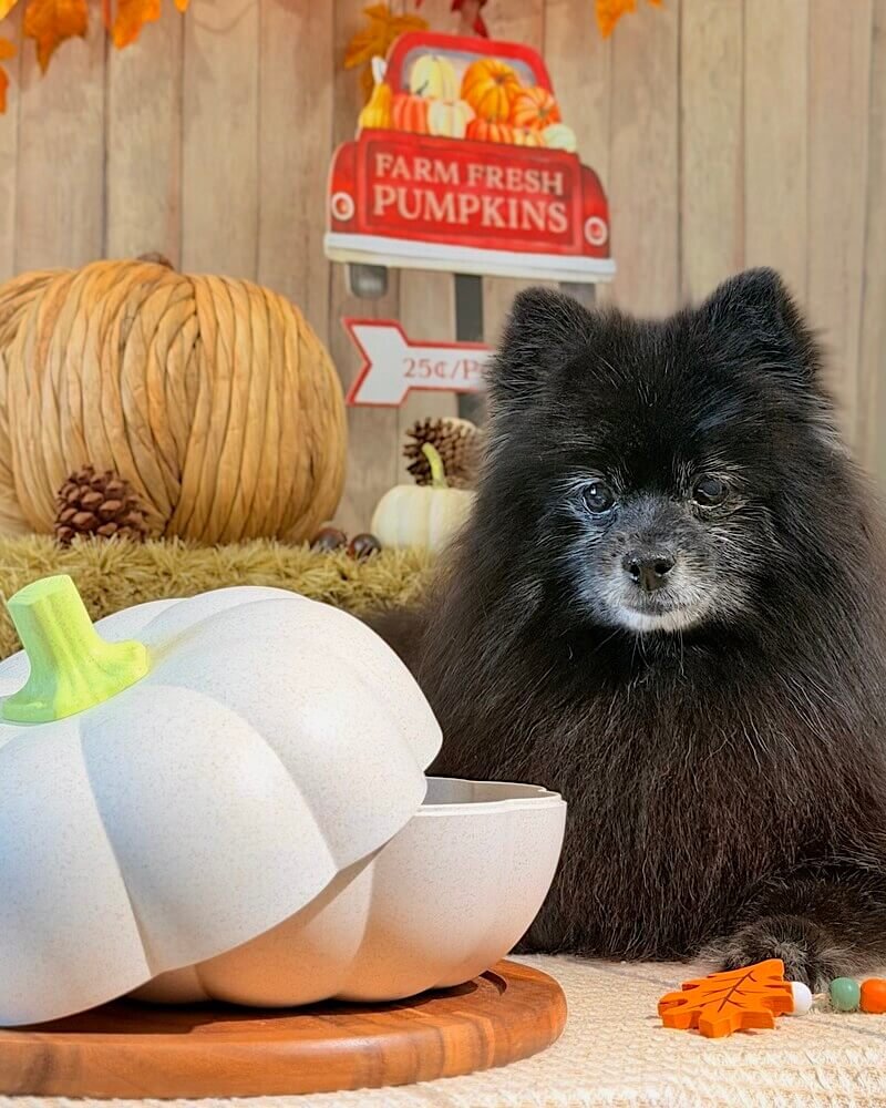 Senior small dog sitting near a white pumpkin, showing early signs of slowing down