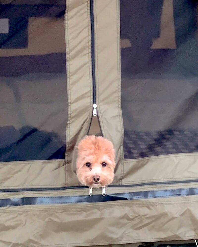 Westside Regional Park Camping With Dogs: What We Wish We'd Known Small dog peeking out of a tent door during Westside Regional Park camping with dogs in Bodega Bay