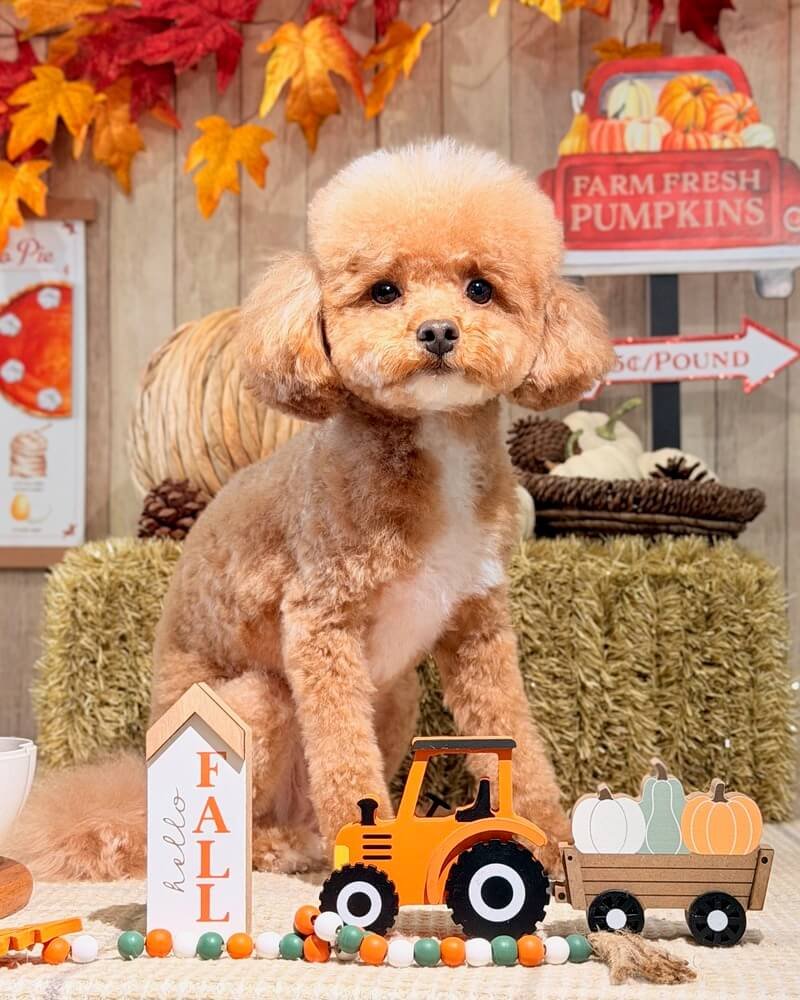Young brown poodle mix standing in a fall photo setup with a toy tractor and pumpkins