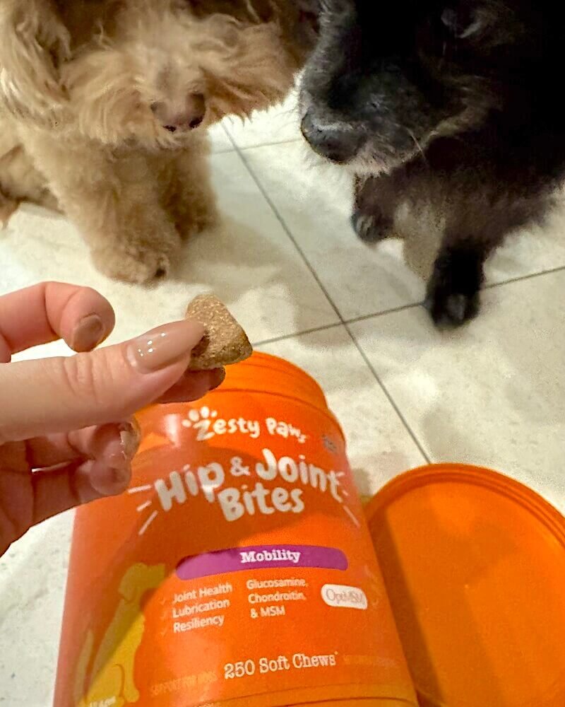 Joint supplement chews vs powder for senior dogs, two small dogs sniffing a Zesty Paws Hip and Joint Bites soft chew container
