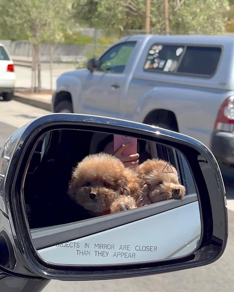 Dog Friendly San Francisco: Two Days With Three Small Dogs Two small dogs with their heads out the window reflected in a car side mirror