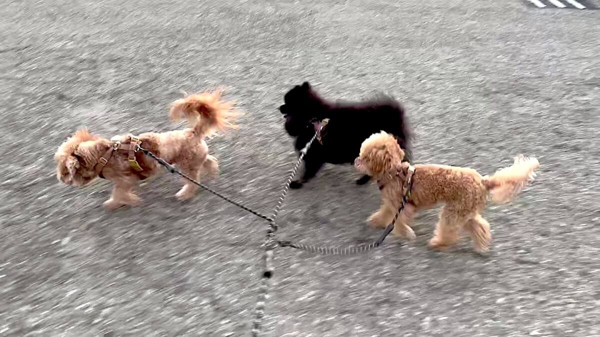 Two small dogs walking side by side on leashes along a paved campground road at Jalama Beach
