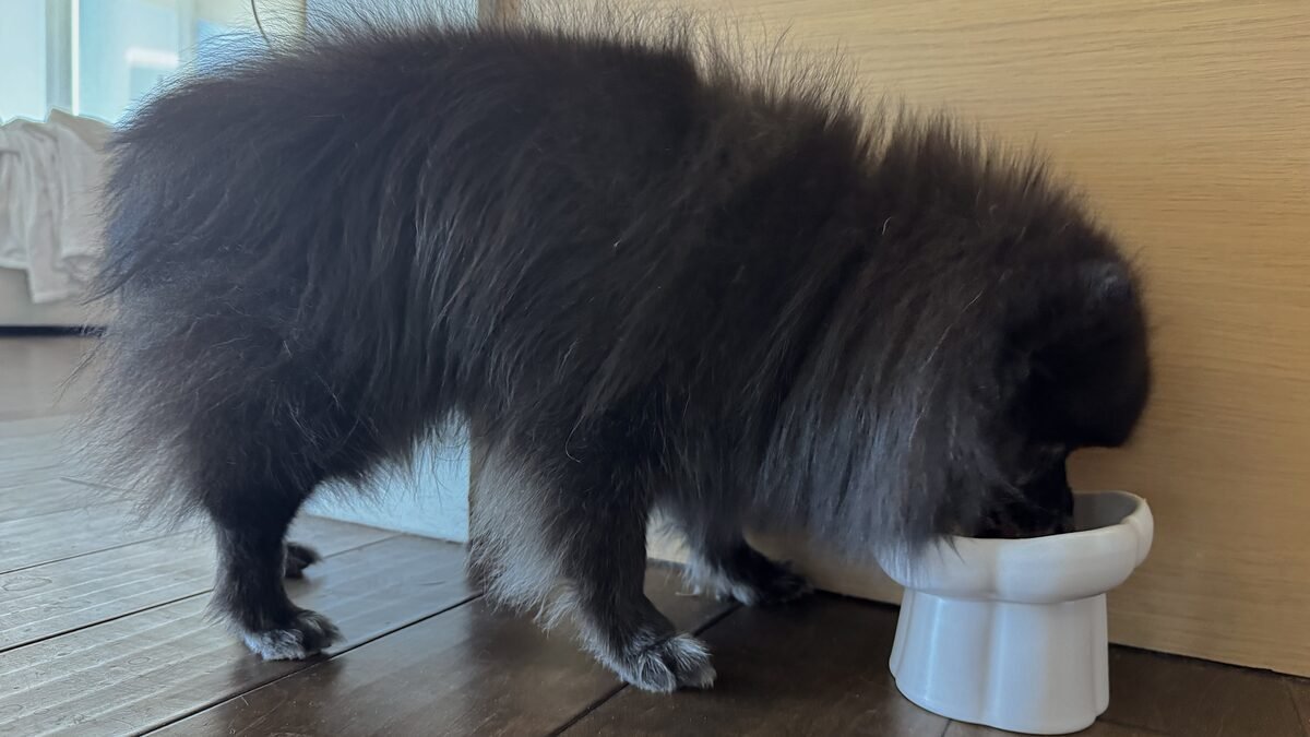 senior dog eating comfortably from a tilted raised bowl with a relaxed neck