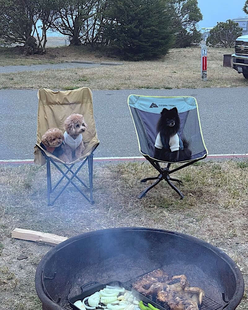 Westside Regional Park Camping With Dogs: What We Wish We'd Known Two small dogs each sitting in their own camp chair at a Bodega Bay campsite