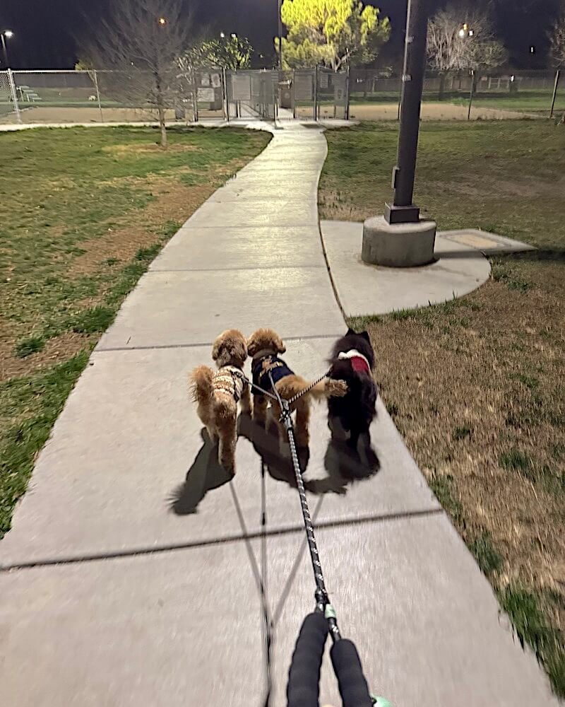 Signs Your Senior Dog Needs a Stroller (And Why I Waited Too Long) Three small dogs walking together on an evening path at different speeds