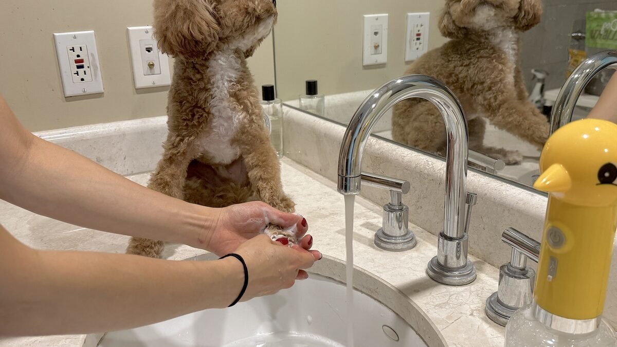 How I Keep My Dog Clean Between Grooming Appointments (3 Dogs, 8 Weeks) small curly dog getting his paws washed with shampoo in a bathroom sink