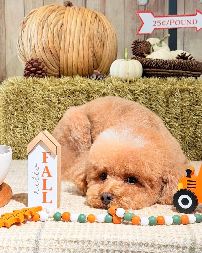 Young brown poodle mix lying down beside a hello fall sign and wooden beads