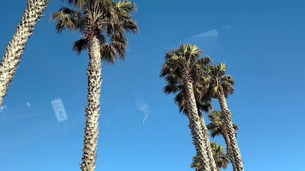 Air Tent Setup Mistakes Tall palm trees leaning against a clear blue sky at a coastal campground, showing the direction of the prevailing wind