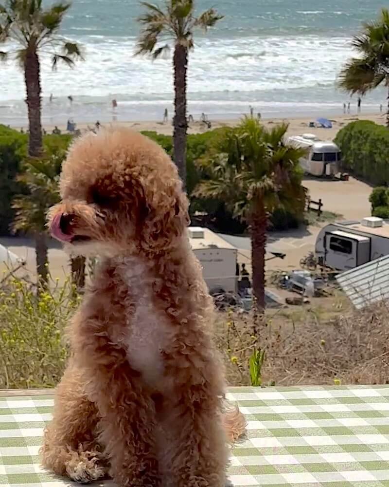 Small apricot poodle standing on a picnic table looking out at palm trees and the ocean at Jalama Beach