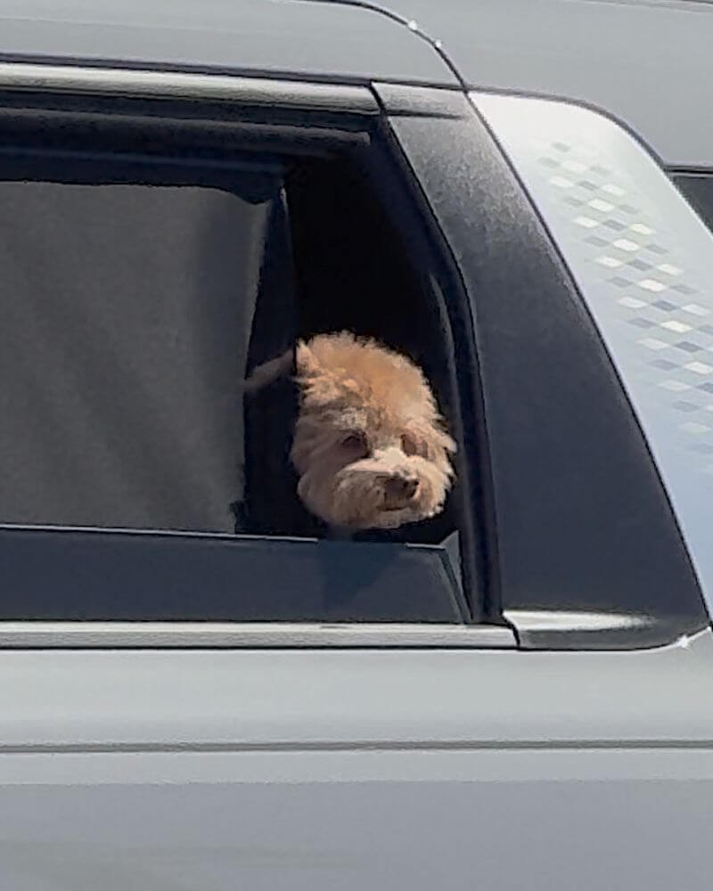 What Is It Like to Camp With No Cell Service? Our Three Days Offline Small apricot poodle looking out a car window on the drive from Jalama Beach toward town for cell signal