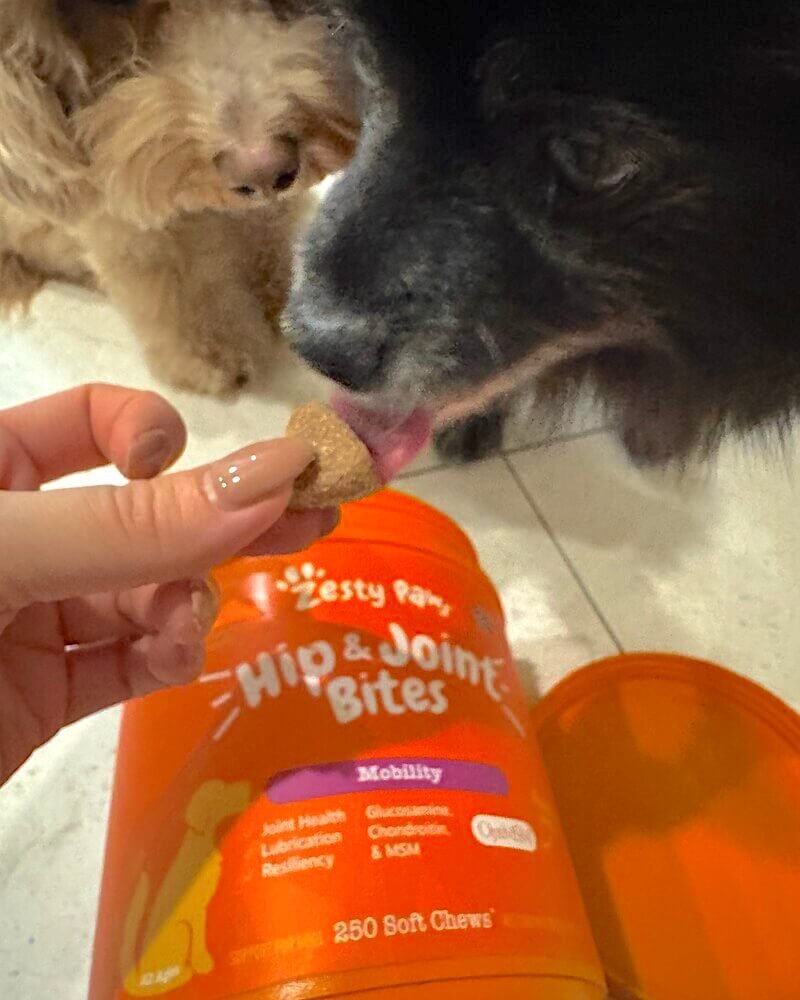 Senior dog taking a soft chew treat from a hand, with a Zesty Paws Hip and Joint Bites container in view