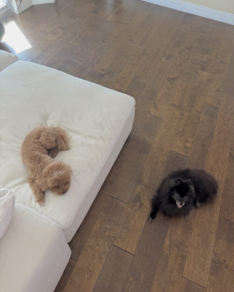senior Pomeranian lying on the floor while a younger dog rests up on the couch