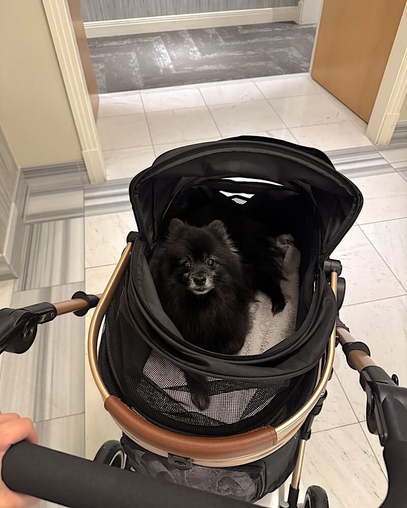 Signs Your Senior Dog Needs a Stroller (And Why I Waited Too Long) Senior Pomeranian riding in a pet stroller on the way home from a walk