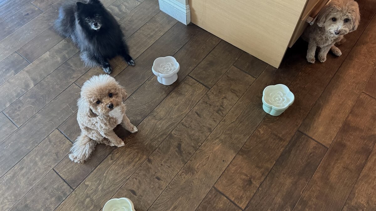 How to Give Supplements to Multiple Dogs (Our 3-Dog Morning System) three small dogs sitting on a wood floor near their empty bowls after breakfast