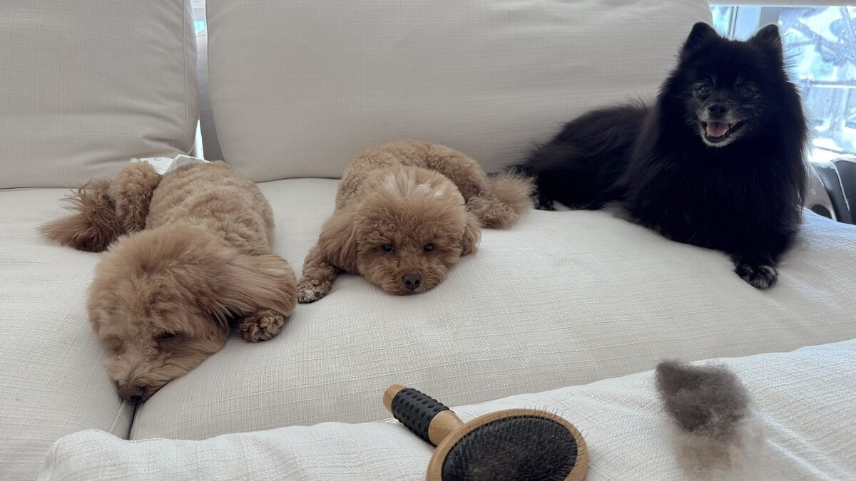 How I Keep My Dog Clean Between Grooming Appointments (3 Dogs, 8 Weeks) three small dogs resting on a couch next to a slicker brush and a clump of brushed out hair