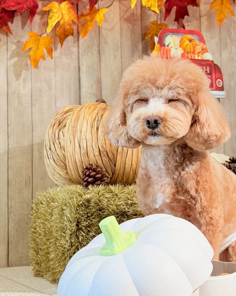 Young brown poodle mix with eyes closed sitting beside a plain white pumpkin