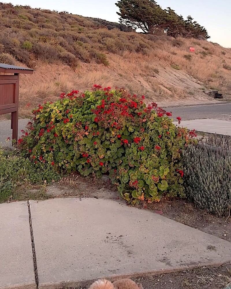 Two-lane road curving past dry coastal hills and red flowers on the way into Jalama Beach County Park