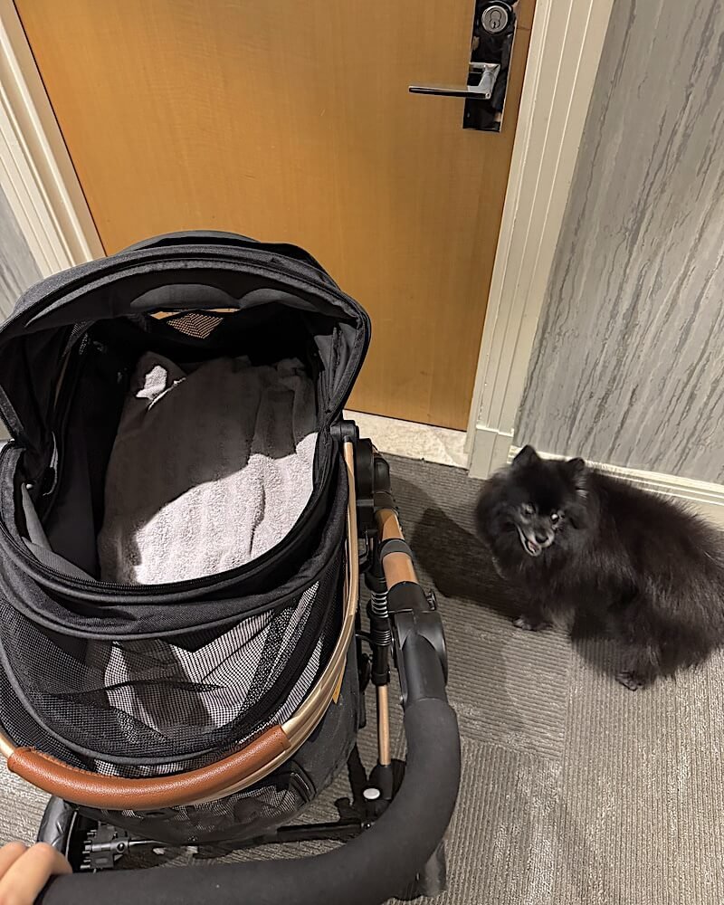 Signs Your Senior Dog Needs a Stroller (And Why I Waited Too Long) Small senior dog standing next to a pet stroller by the door after a walk