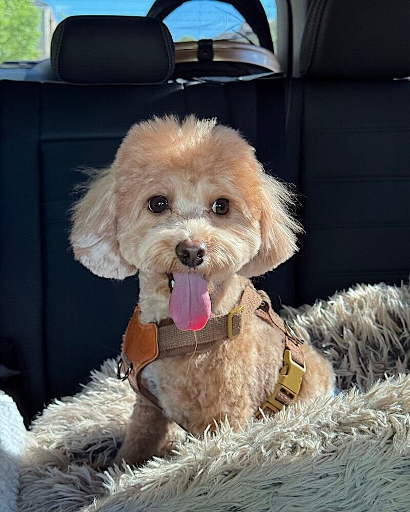Small dog with mouth open wide, teeth and gums visible