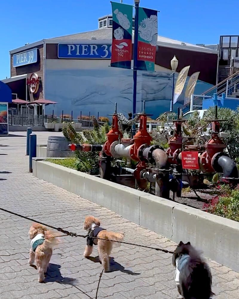 Dog Friendly San Francisco: Two Days With Three Small Dogs Three small dogs on leashes walking the Embarcadero sidewalk under the Pier 39 sign in San Francisco
