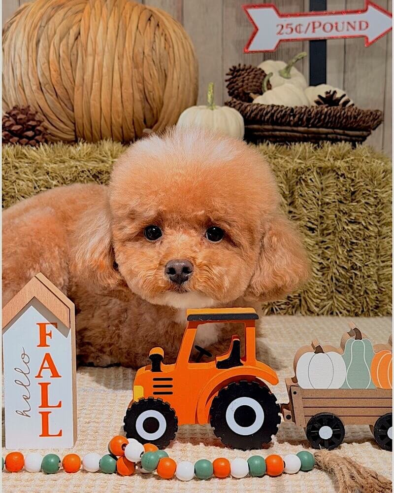 Young tan poodle mix dog in a fall-themed photo set