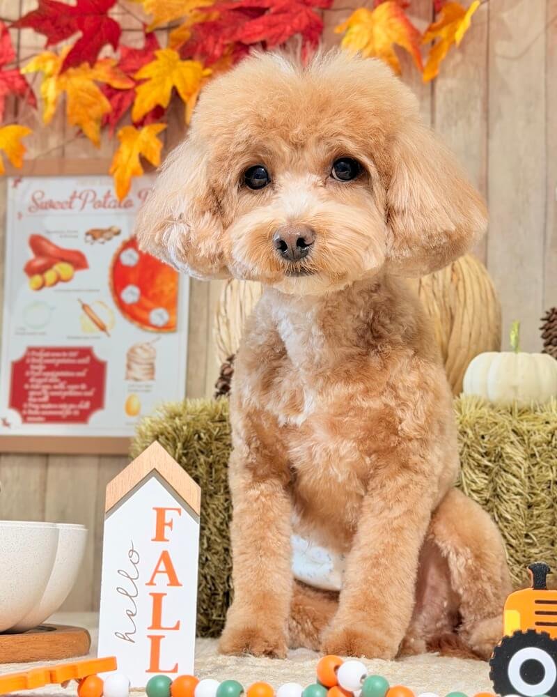 Young brown poodle mix sitting in front of a sweet potato pie recipe sign in a fall setup