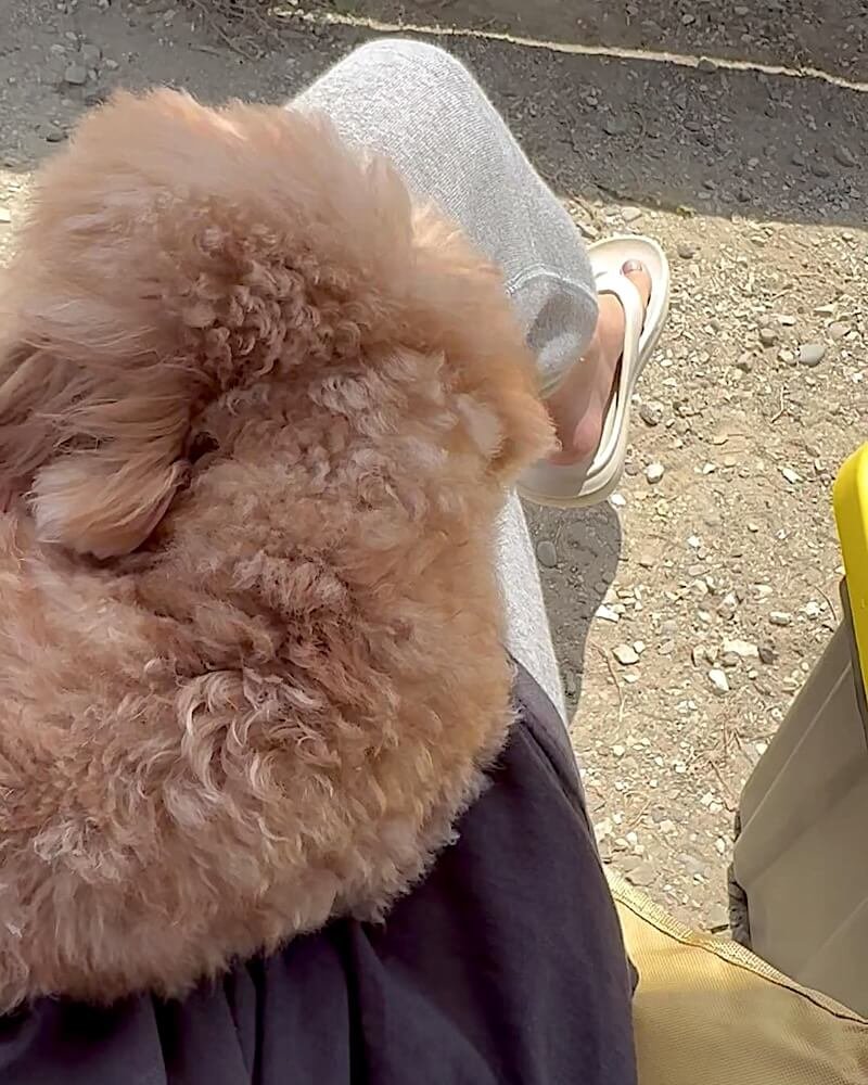 What Is It Like to Camp With No Cell Service? Our Three Days Offline Apricot poodle curled up asleep on a lap at an off grid campsite with no cell service