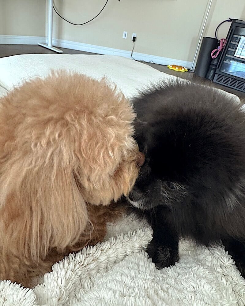 Small senior dog and a younger dog cuddling together on a blanket