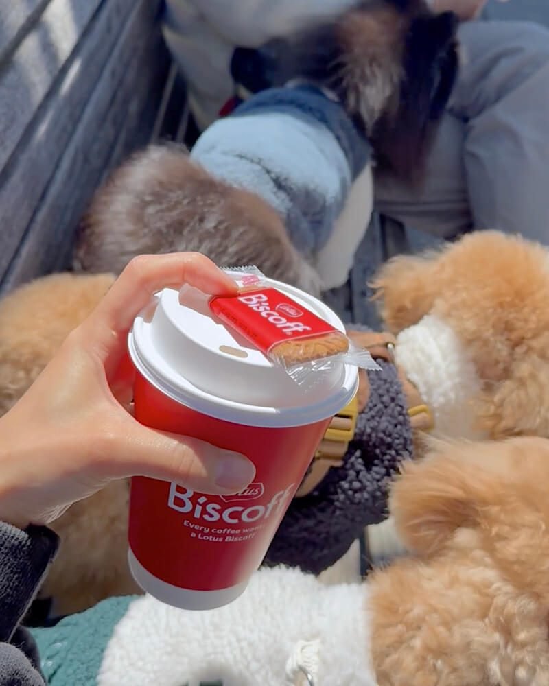 Dog Friendly San Francisco: Two Days With Three Small Dogs Hand holding a coffee cup over three small dogs riding together in a pet stroller in San Francisco