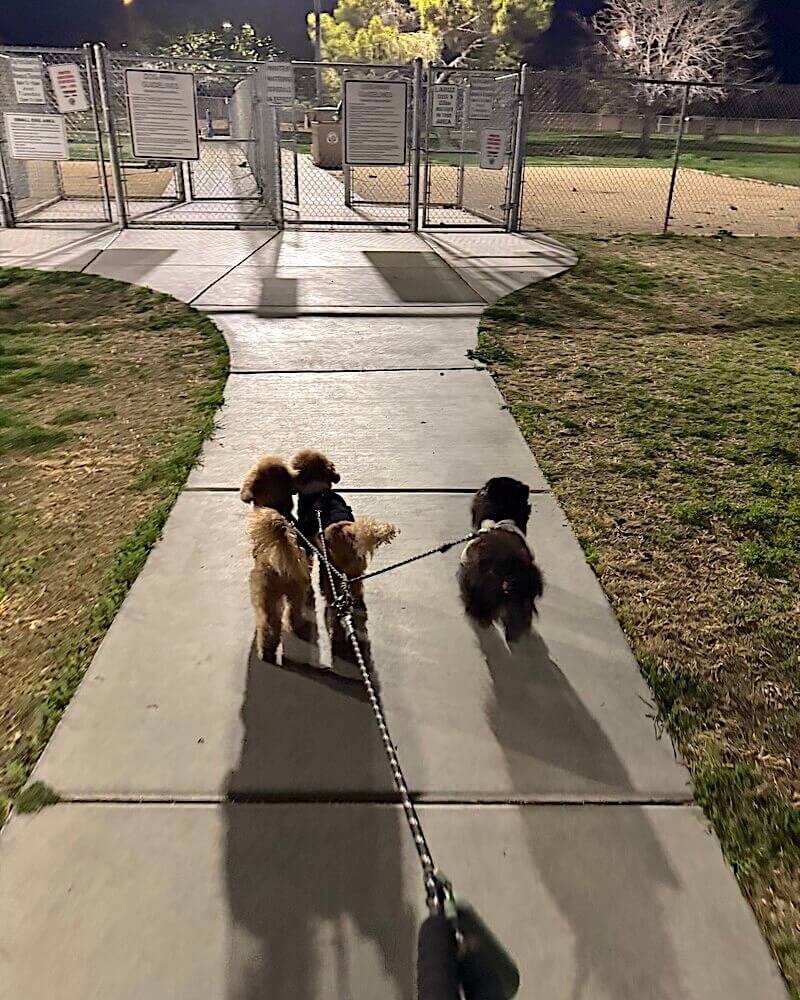 Three small dogs walking together on a daily walk