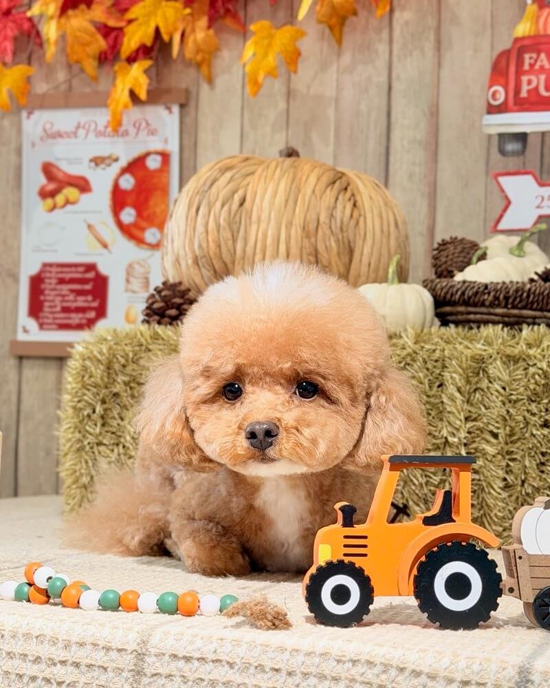 Young brown poodle mix lying beside a wooden toy tractor and pumpkin decorations