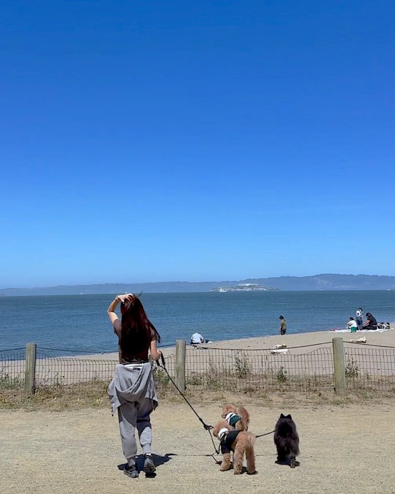 Dog Friendly San Francisco: Two Days With Three Small Dogs Three small dogs on leashes on the sand at Crissy Field with the bay and Alcatraz behind them