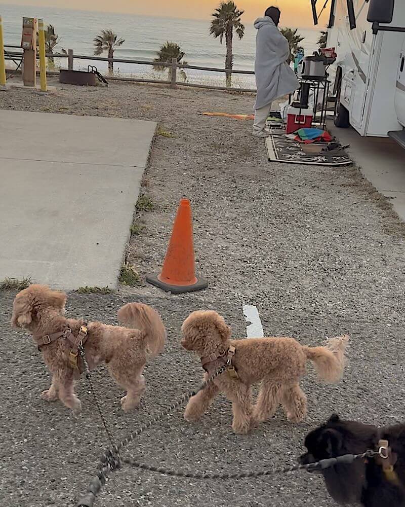 What Is It Like to Camp With No Cell Service? Our Three Days Offline Walking three dogs on leashes through a coastal campground as the sun sets over the ocean
