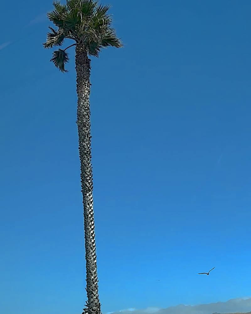 What Is It Like to Camp With No Cell Service? Our Three Days Offline Tall palm tree against a clear blue sky above the bluff at Jalama Beach County Park