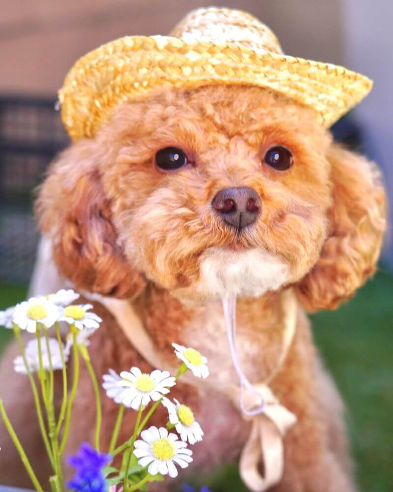 Close-up shot of a small fluffy dog with soft eyes and relaxed mouth wearing a straw hat
