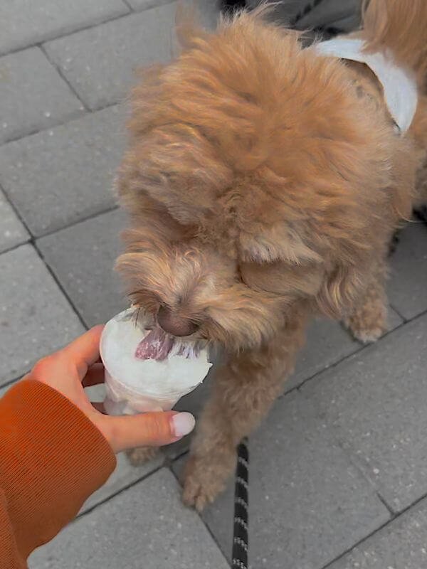 Poodle enjoying a fresh homemade puppuccino cup at coastal beach campsite