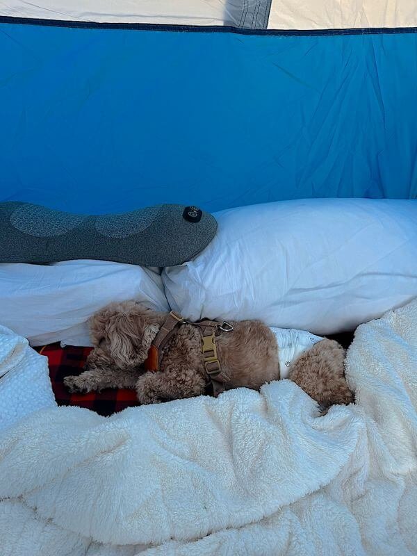Senior dog curled up asleep under warm layered fleece blankets inside camping tent