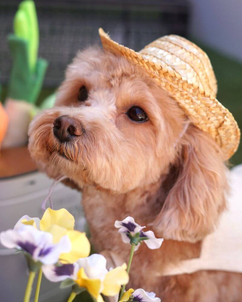 Gentle poodle mix puppy looking up curiously while wearing a small straw hat and apron