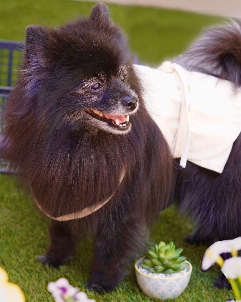 Senior black dog standing comfortably on green grass with clean coat and calm posture