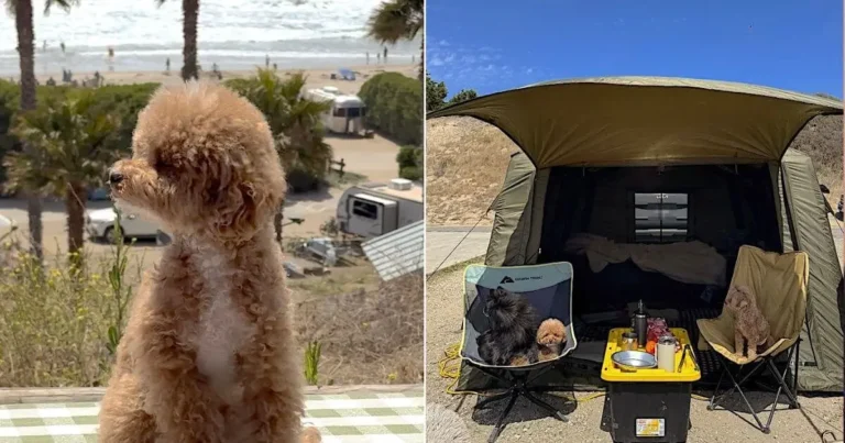 Apricot poodle sitting on a picnic table overlooking Jalama Beach and an air tent campsite with three dogs resting in camp chairs