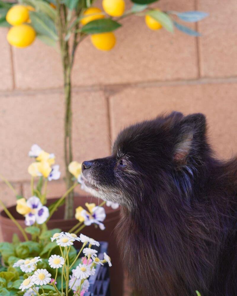 Profile view of a calm black dog looking serenely past flowers and a lemon tree