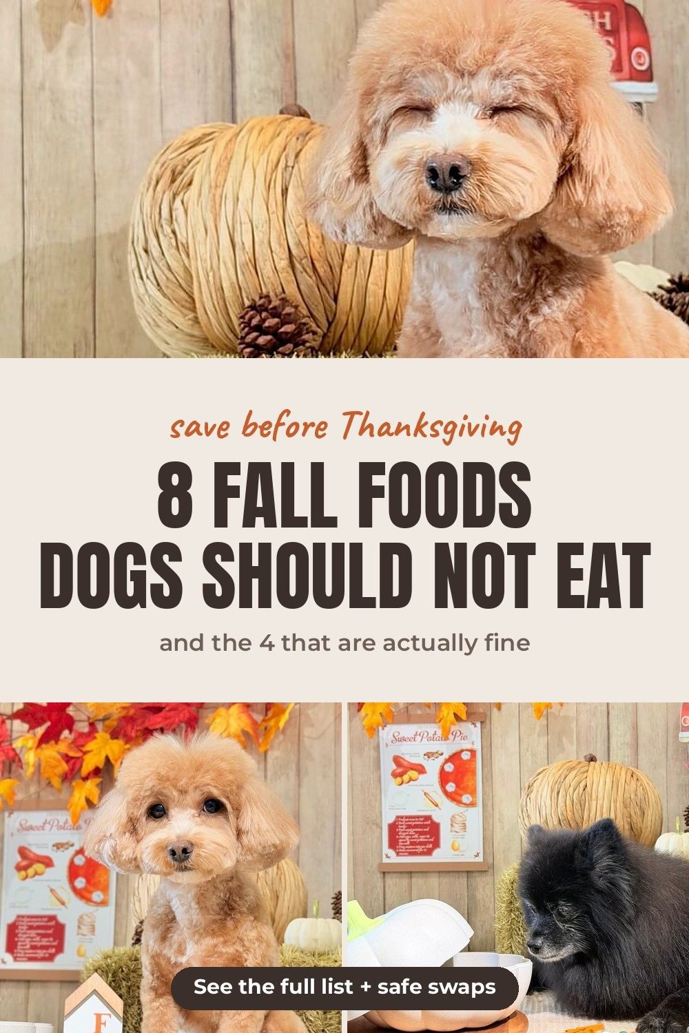 A small apricot poodle mix sitting next to a white pumpkin in a fall setup, above photos of the same dog by a Sweet Potato Pie sign and a black senior Pomeranian