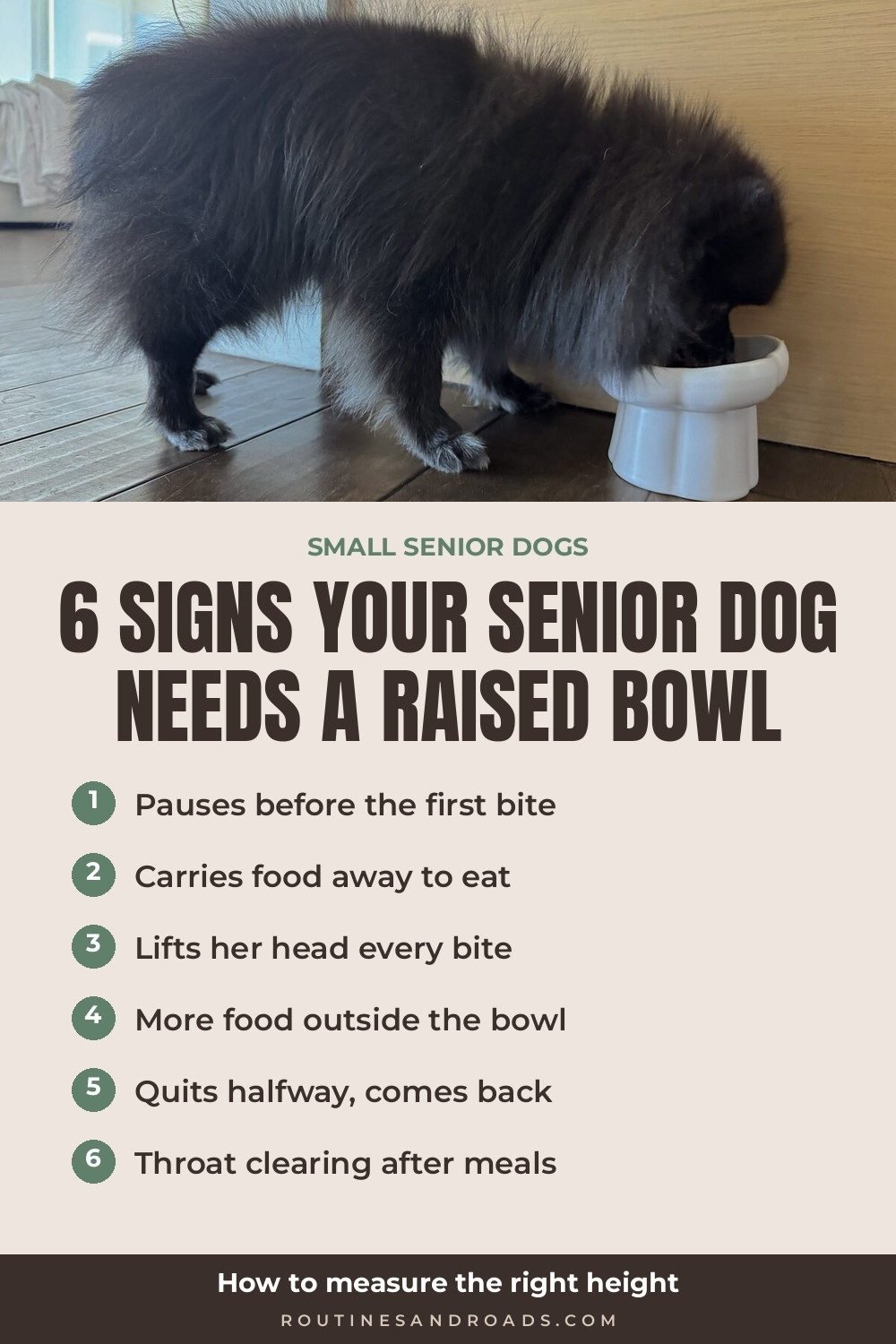 A black senior Pomeranian eating from a white raised ceramic bowl on a wood floor, with a checklist of six signs below