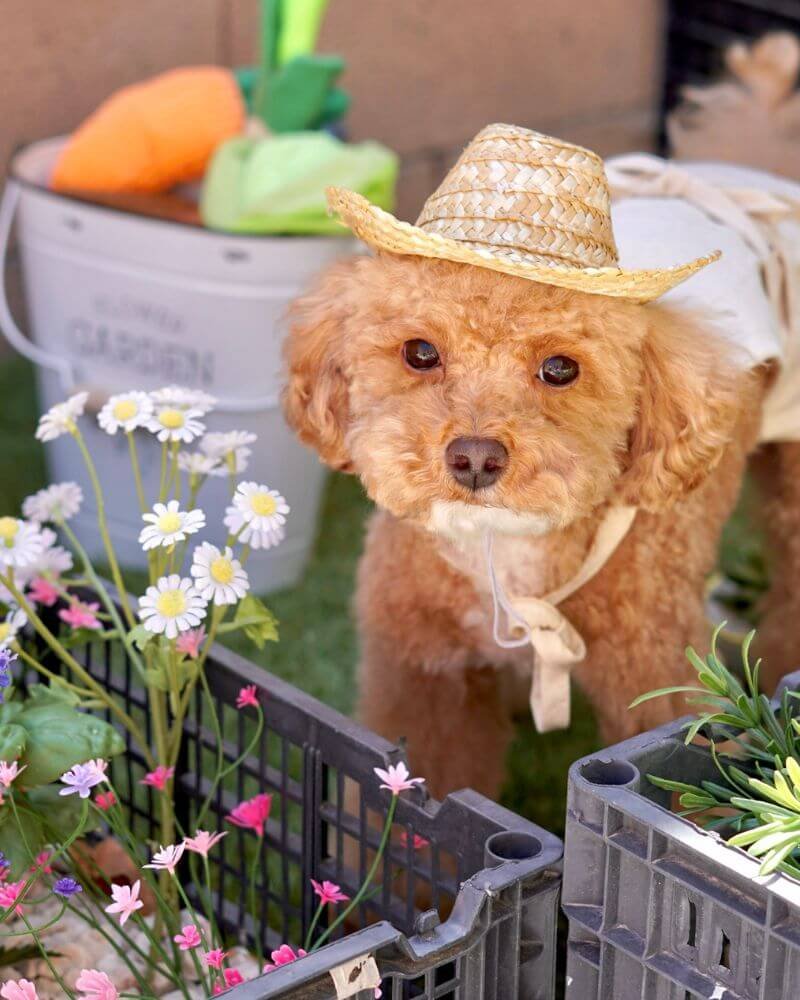  Fluffy small dog standing in a miniature canvas apron and straw hat next to flower pots and toy carrots