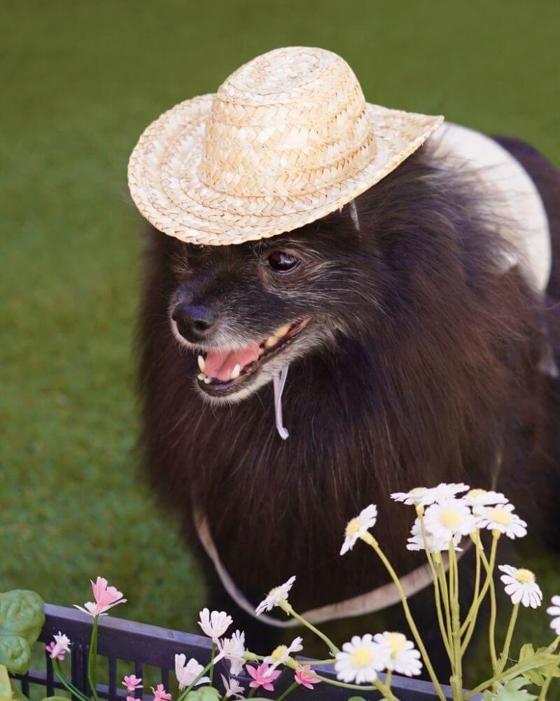 Happy black Pomeranian wearing a miniature straw hat and smiling after a gentle grooming session