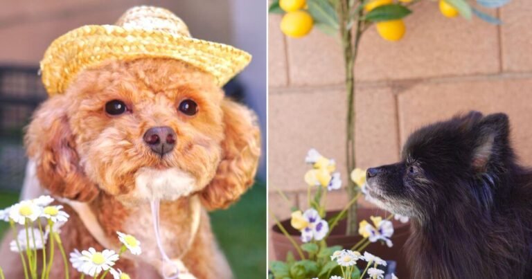 sTwo calm dogs wearing miniature straw hats and aprons displaying signs of a positive dog grooming experience