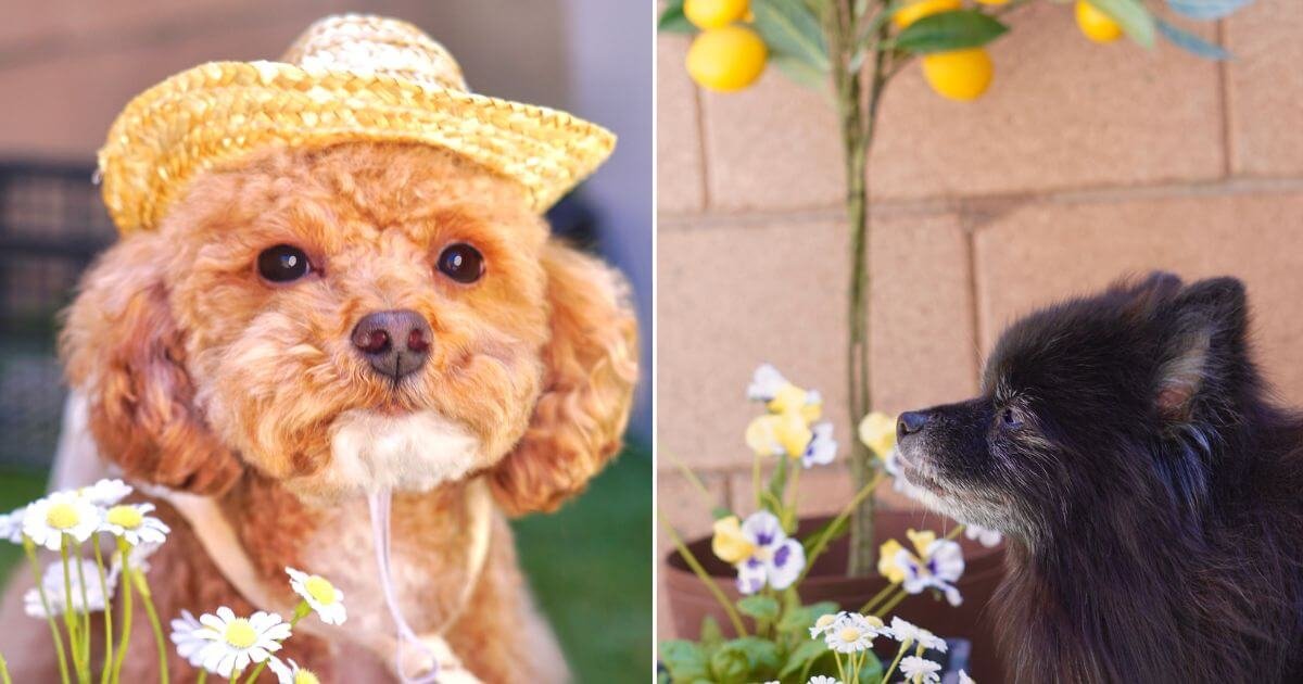 Signs Your Dog Had a Good Grooming Experience (And Why Those Cute Themed Photos Mean Everything)