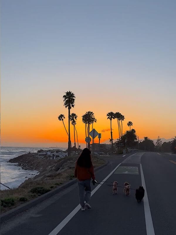 Dog owner walking three dogs along palm-lined coastal bike path at golden hour sunset