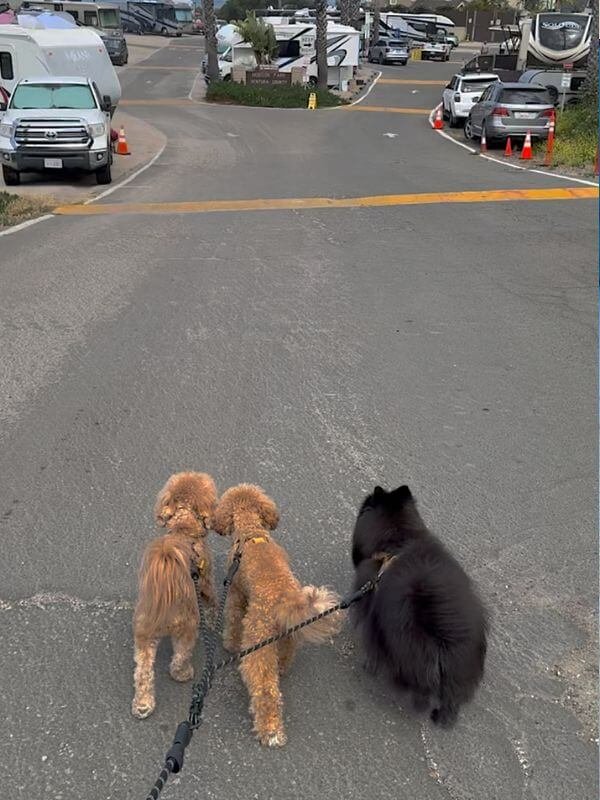 Three dogs on leashes walking along the coastal path at Hobson Beach Campground